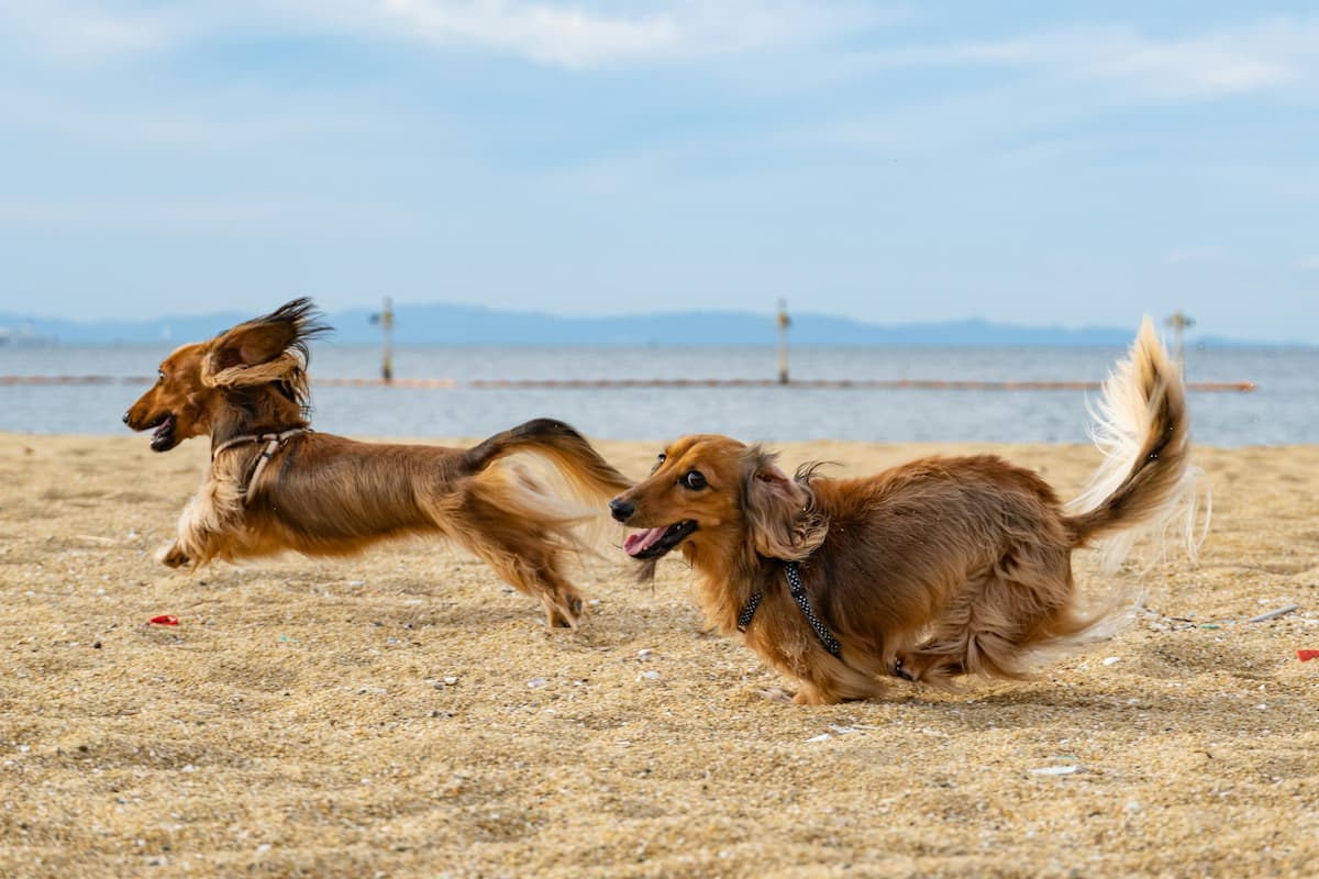 pet policy kojirou sasaki unsplash