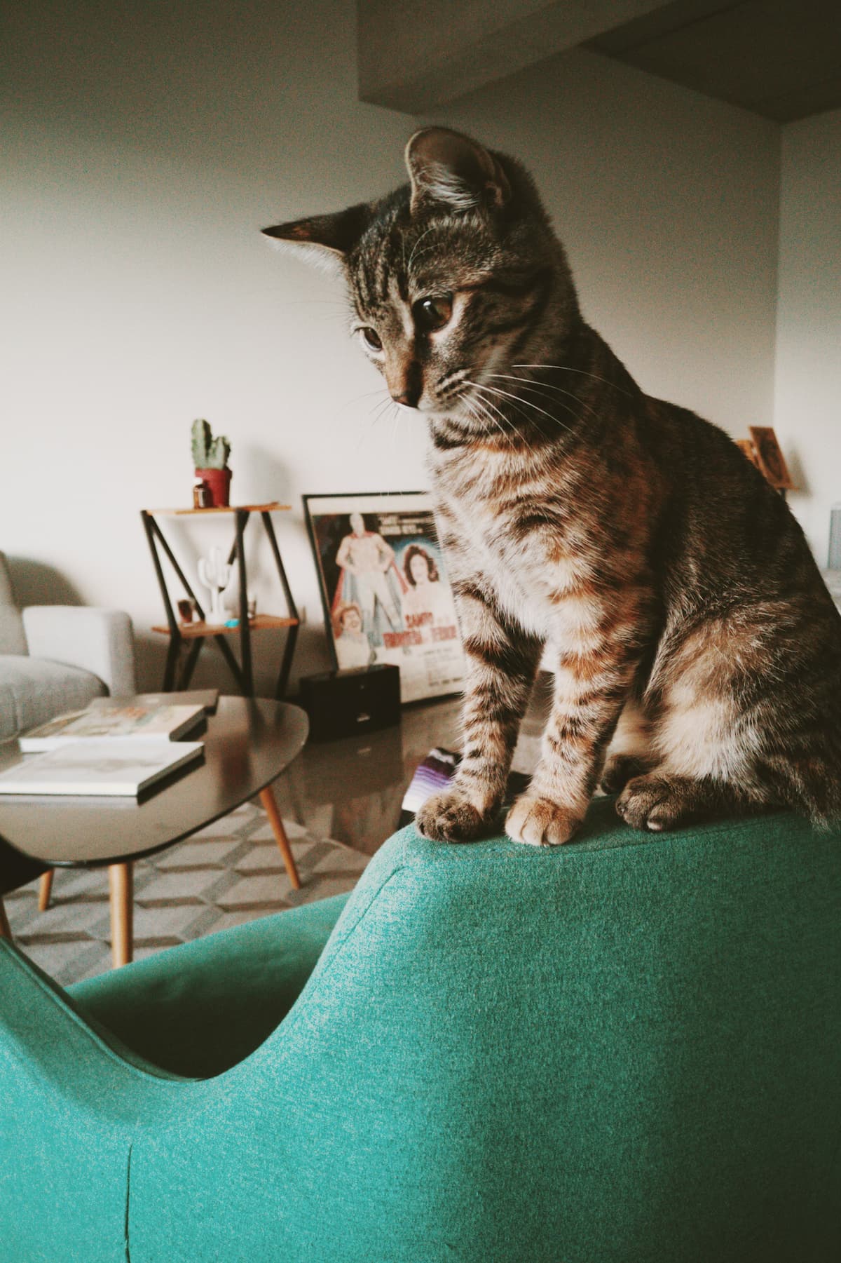 fort myers pet-friendly apartments for rent